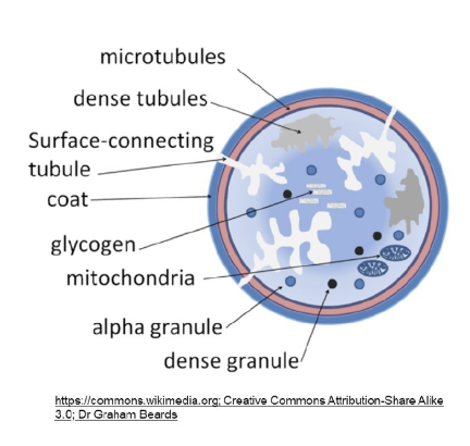 <p><strong>Platelets have membrane receptors, phosphatidylserine, an open canalicular system, a cytoskeleton, and granules that support adhesion, activation, secretion, spreading, and coagulation.</strong></p><p><span data-name="mag_right" data-type="emoji">🔎</span> <strong>What this means:</strong></p><ul><li><p><strong>Membrane receptors</strong> bind collagen, fibrinogen, and von Willebrand factor.</p></li><li><p><strong>Open canalicular system</strong> transports substances and increases surface area.</p></li><li><p><strong>Cytoskeleton</strong> enables shape change.</p></li><li><p><strong>Granules</strong> store substances used in hemostasis and repair.</p></li></ul><p></p>