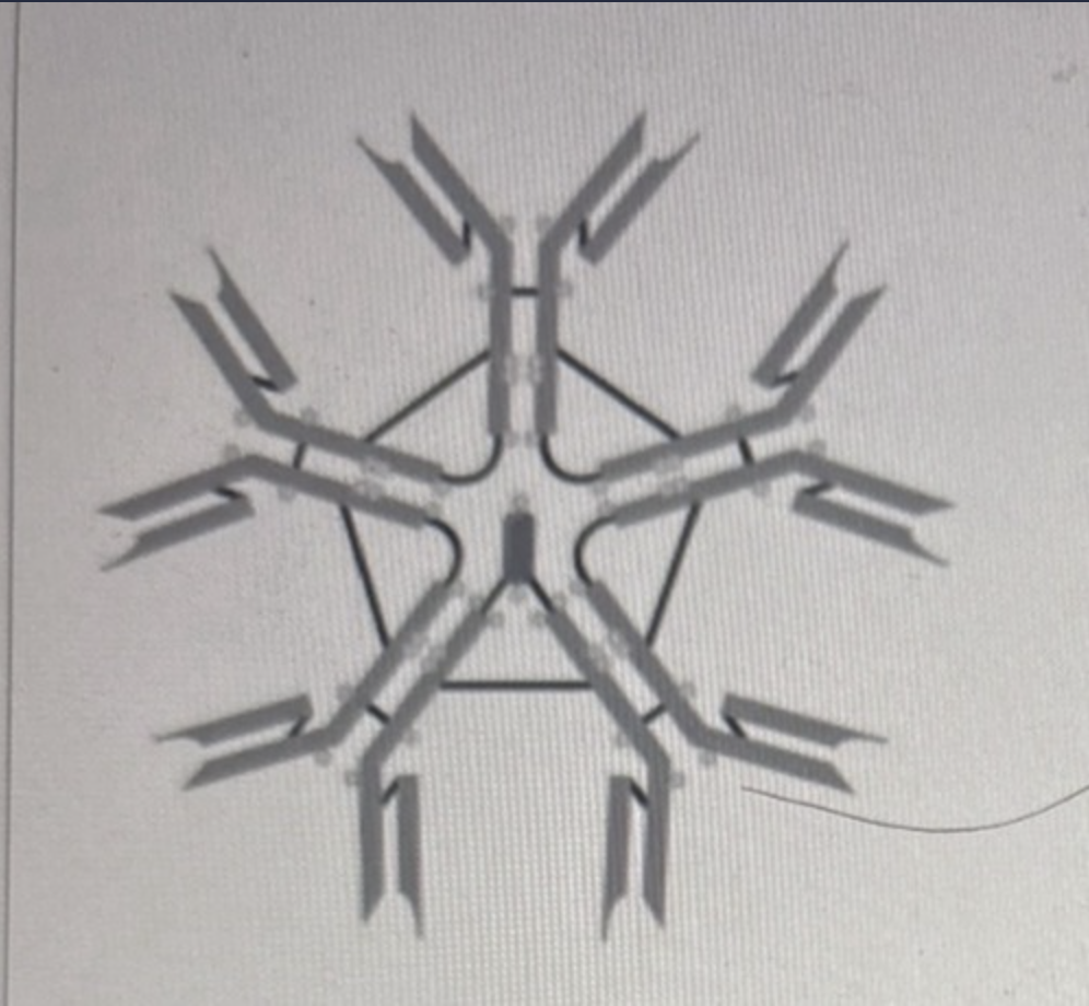 <p>The type of immunoglobulin illustrated in Figure 16.1 is</p><ul><li><p> IgE</p></li><li><p> lgA</p></li><li><p>IgG</p></li><li><p>IgD</p></li><li><p> IgM</p></li></ul><p></p>