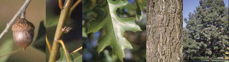 <p>Identify this tree: </p>