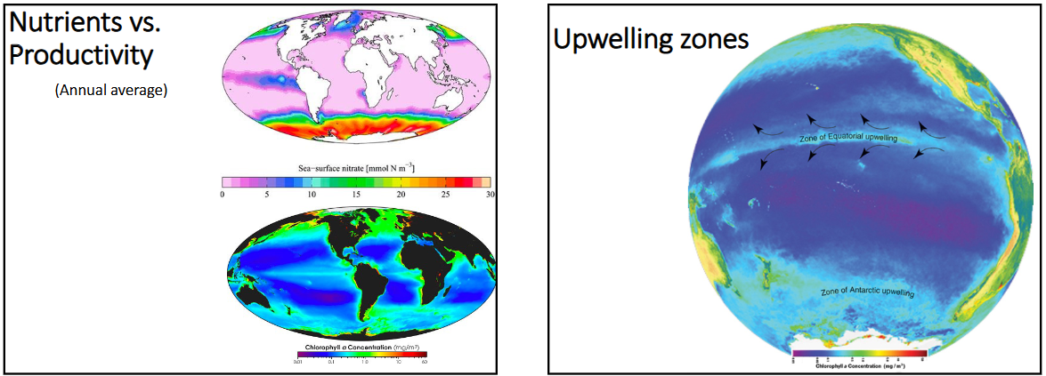 <p>-regions with equatorial and coastal upwelling = high productivity </p><p>-polar regions (cold, less stratified layers) have high productivity</p><p>-center of gyres → downwelling = no productivity </p>