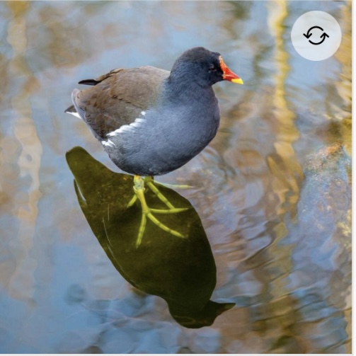 <p>Common moorhen / common gallinule</p>