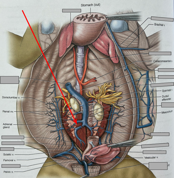 <p>What part of the organism is this?</p>