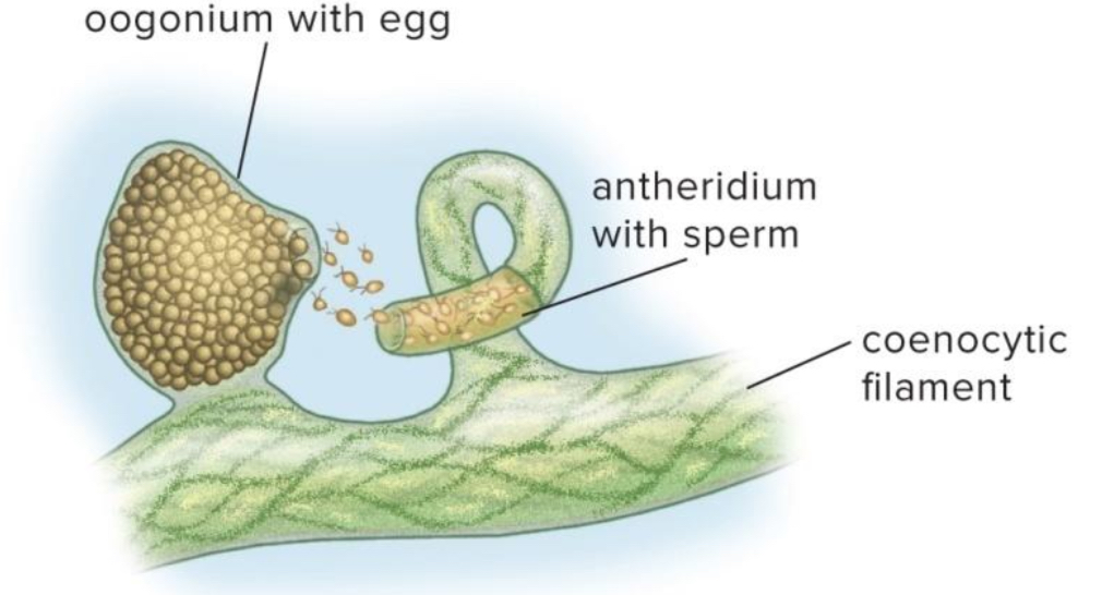 <p>What type of species is Vaucheria?</p>