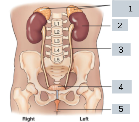 <p>label anatomy</p>