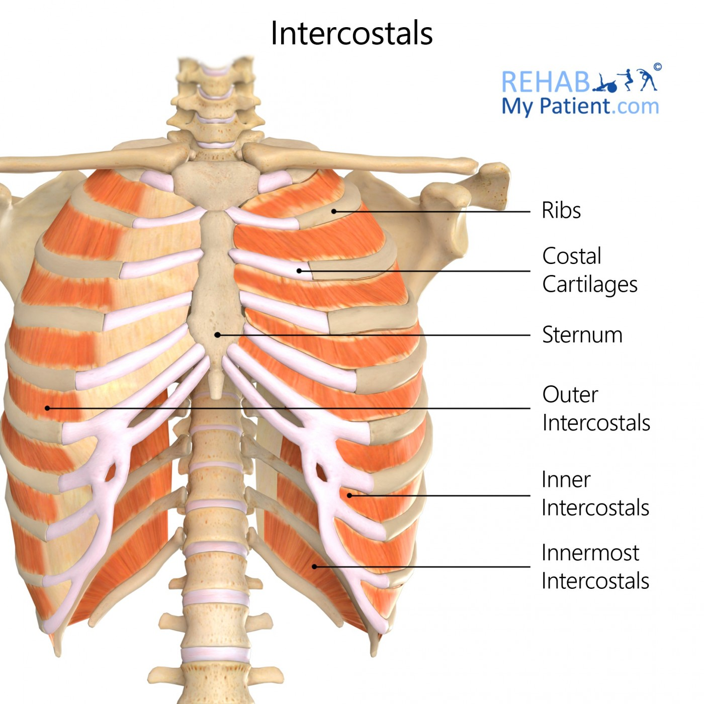<p>muscles between the ribs—-located in the 11 spaces between 12 ribs</p>