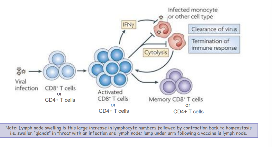 <p>- Cytotoxic T cells (CTL) expresses the CD8 molecule on surface-- once activated can kill virally infected cells and CTLs also target cancer cells </p><p>- T helper (Th) cells express the CD4 molecule on the surface-- once activated can help other cells eg B cells, CTL and macrophage </p><p>- They are co-receptors (required for T cell activation)</p>