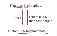 <p>- PFK: F6P → F16BP (Glycolysis)</p><p>- Fructose-1,6-Bisphosphatase 1: F16BP → F6P (Gluconeogenesis)</p><p>The relative activity of the two enzymes will determine if the cell utilizes glycolysis or gluconeogenesis</p>