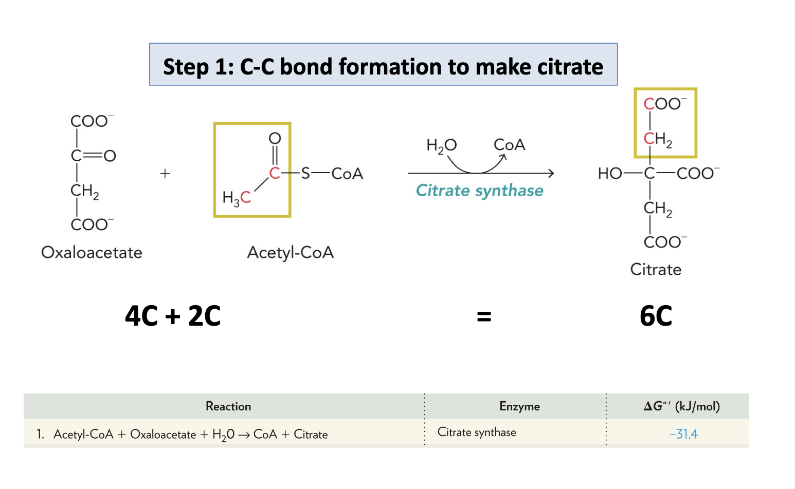<p>Citrate synthase catalyzes the irreversible condensation of acetyl-CoA with Oxaloacetate</p>
