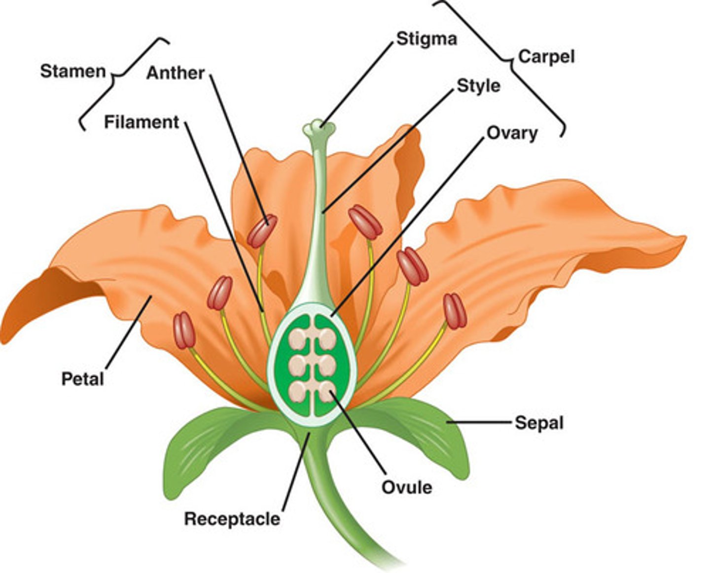 <p>top: pistil</p><p>male reproductive parts (stamen)</p><p>-anther</p><p>-filament</p><p>female reproductive parts (carpel)</p><p>-stigma</p><p>-style</p><p>-ovary</p>