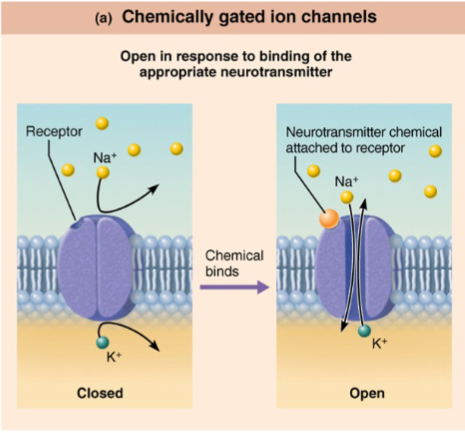 <ul><li><p>also known as ligand-gated channels,</p></li><li><p> open when the appropriate chemical (in this case a neurotransmitter) binds</p></li></ul><p></p>