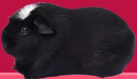 <p>welke type cavia is dit</p>