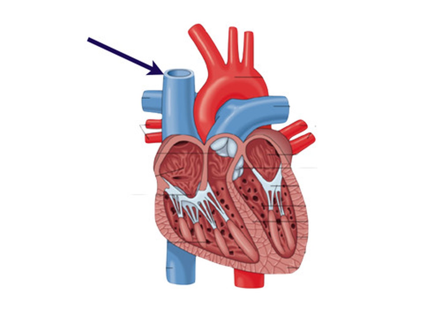 <p>Superior vena cava</p>