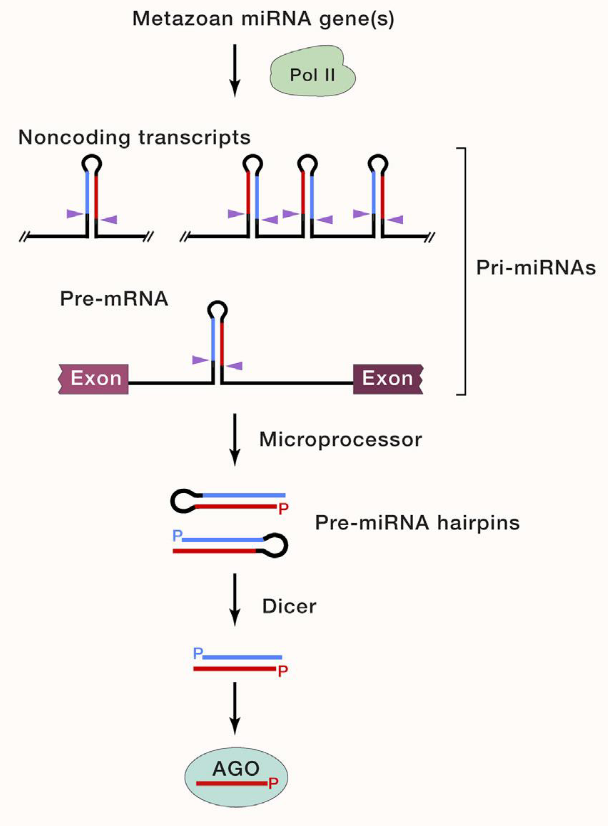 <ul><li><p>transcribed by RNA pol II</p></li><li><p>are transcribed from noncoding sequences outside genes or within introns</p></li><li><p>are sometimes derived from exon sequences</p></li><li><p>are sometimes derived from transcripts that form multiple hairpins (and multiple miRNAs)</p></li></ul><p></p>