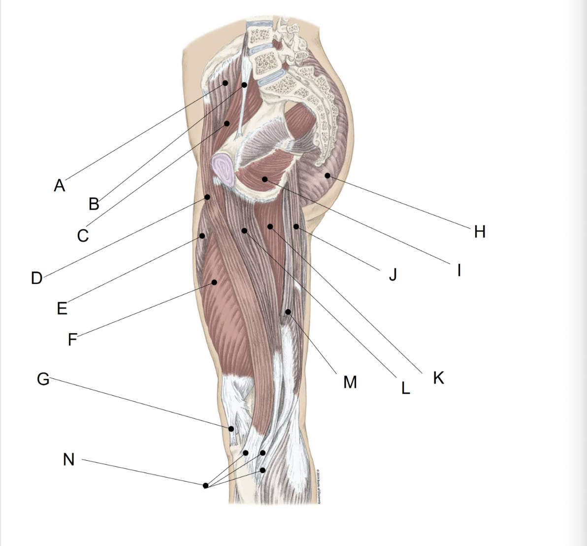 <p><span>Match the LETTER (A-N) with the anatomical structure it is labelling.</span></p>