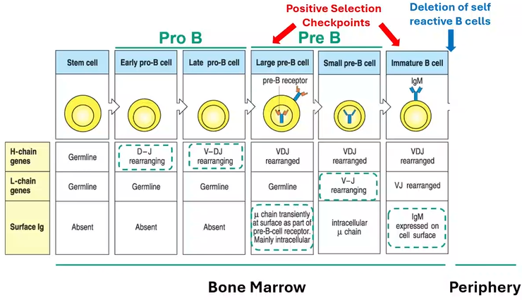 <p><strong>[3] cell development (in bone marrow)</strong></p><p>name / Ig DNA / Ig expression</p><ol><li><p>[1] cell / [2] DNA / no</p></li><li><p>early [11] [3] cell / [2] DNA, D-J rearranging / no</p></li><li><p>late [11] [3] cell / [2] DNA, V-DJ rearranging / no</p></li><li><p>large [4] [3] cell / recombined [5] chain / <span style="background-color: transparent;">μ + surrogate light chain ([4] [3] cell receptor)</span></p></li><li><p><span style="background-color: transparent;">small [4] [3] cell / recombined [5] chain, V-J of [7] chain rearranging / [12] μ chain</span></p></li><li><p><span style="background-color: transparent;">[6] [3] cell / recombined [5] and [7] chain / membrane [8]</span></p></li><li><p><span style="background-color: transparent;">[9] [3] cell / alternative RNA splicing of [5] chain / membrane [8] and [10]</span></p></li></ol><p></p>