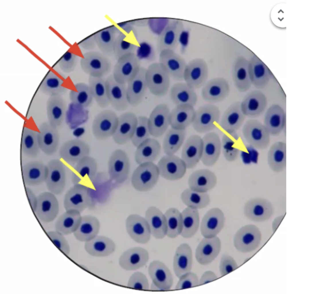 <p>What specimen is this and what is the shape?</p>
