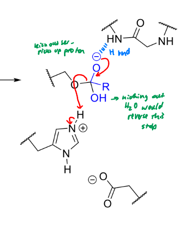 <p>product of this stage of serine protease mechanism</p>