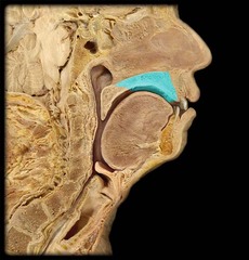 <p>roof of the mouth</p>