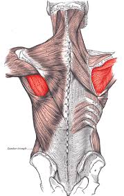 <p>Rotates the arm laterally</p>