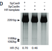<p>explain fig 4D cong</p>