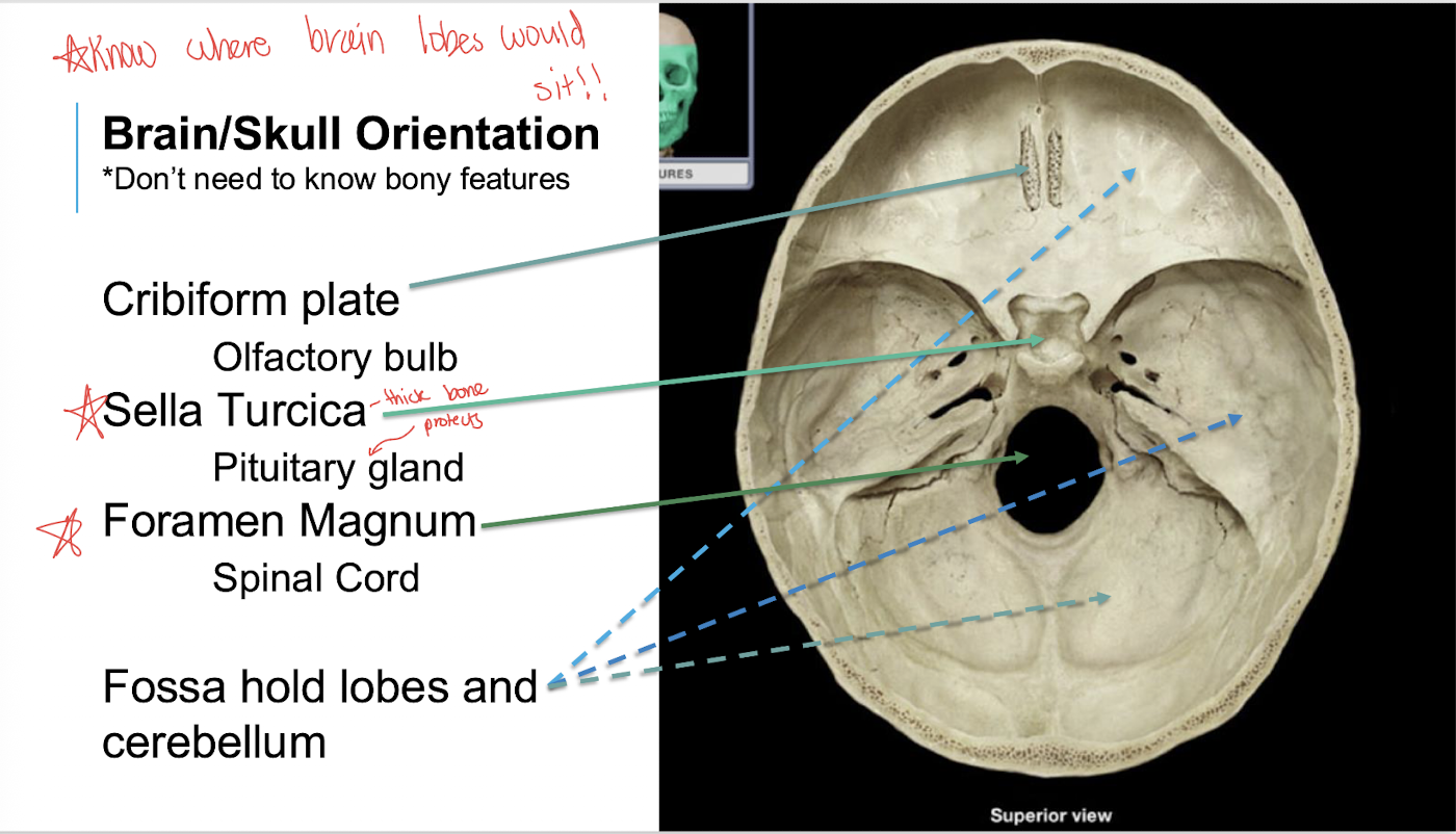 <p>holes lobes & cerebellum</p><ul><li><p><span><strong>Anterior cranial fossa:</strong> Holds the <strong>frontal lobes</strong> of the cerebral cortex, the olfactory bulbs (for smell), and the crista galli.</span></p></li><li><p><span><strong>Middle cranial fossa:</strong> Holds the <strong>temporal lobes</strong> of the brain and the pituitary gland (which sits in a specific pocket called the <em>sella turcica</em>).</span></p></li><li><p><span><strong>Posterior cranial fossa:</strong> Holds the <strong>cerebellum</strong> and the <strong>brainstem</strong> (pons and medulla oblongata).</span></p></li></ul><p></p>