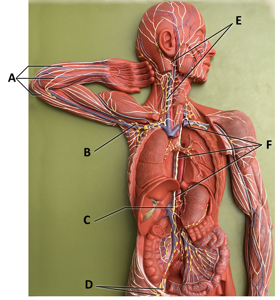 <p><span>Identify the structure labeled with the letter E.</span></p>
