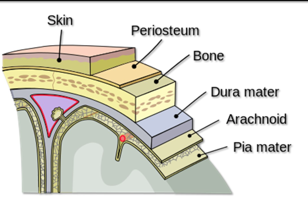 <p>Protection of the Central Nervous System</p>