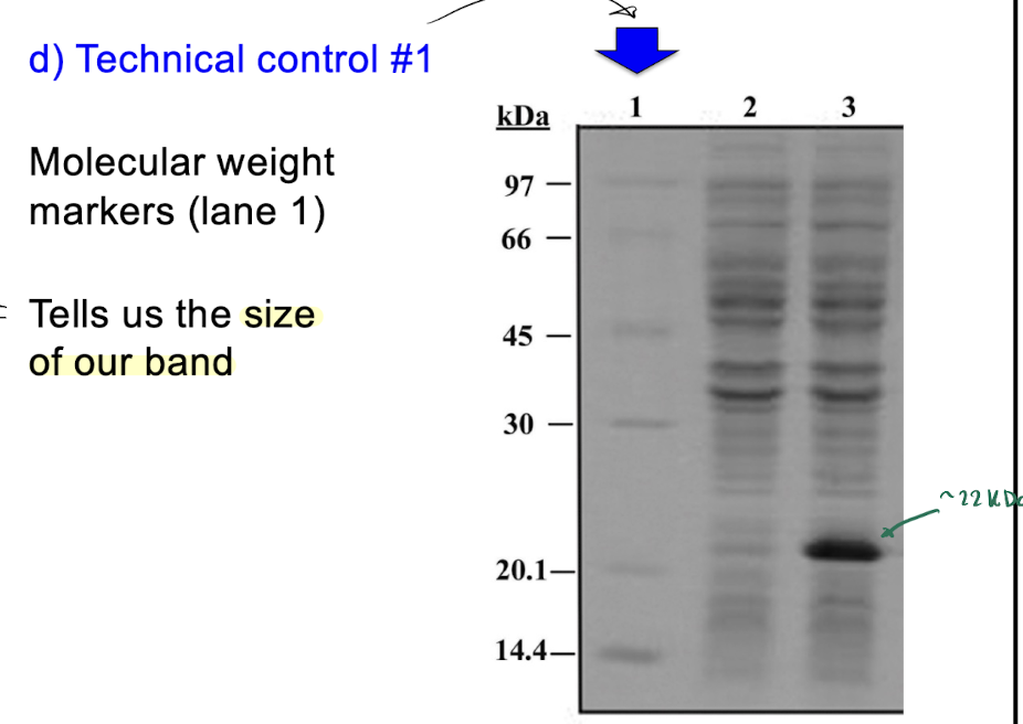 <p><u>Molecular weight markers</u> = tells us the size of our band</p><p>→ used in: coomassie blue staining and/or western blot</p><p></p><p><u>Loading control </u>= antibodies against a protein that should be present in all samples</p><ul><li><p>allows us to confirm findings aren’t due to forgetting to load proteins into a lane</p></li></ul><p>ex. Bip, GAPDH, Actin</p><p>→ used in: western blots</p>