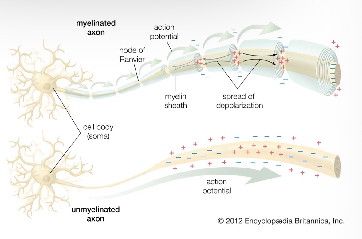 <ul><li><p>In myelinated fibres there are gaps along the axon where there is no myelin and the axonal membrane is exposed. These gaps are called Nodes of Ranvier. </p></li><li><p>There is a high density of ion channels in the Nodes of Ranvier. For this reason, action potentials can only occur at the nodes as the ions will flow around the myelin to the nodes. </p></li><li><p>Where this occurs the action potential will 'jump' from one node to the next. This is called saltatory conduction. </p></li><li><p>Saltatory conduction in myelinated fibres is faster than continuous conduction in unmyelinated fibres.</p></li></ul><p></p>
