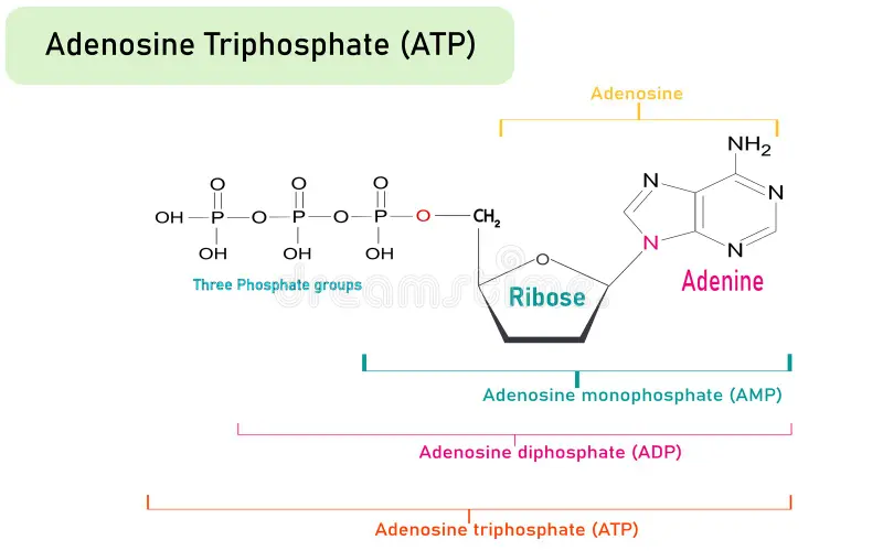 <p>om ATP: “ni ska kunna känna igen den men inte rita upp hela”</p><p>istället för fosfatgrupperna kan man skriva X st P<sub>i</sub> för inorganic fosfatgrupp</p>