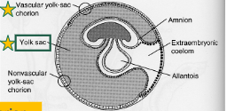 <ul><li><p>choriovitelline placenta</p></li><li><p>enlarged yolk sac</p></li><li><p>relatively little attachment to developing fetus</p></li></ul><p></p>