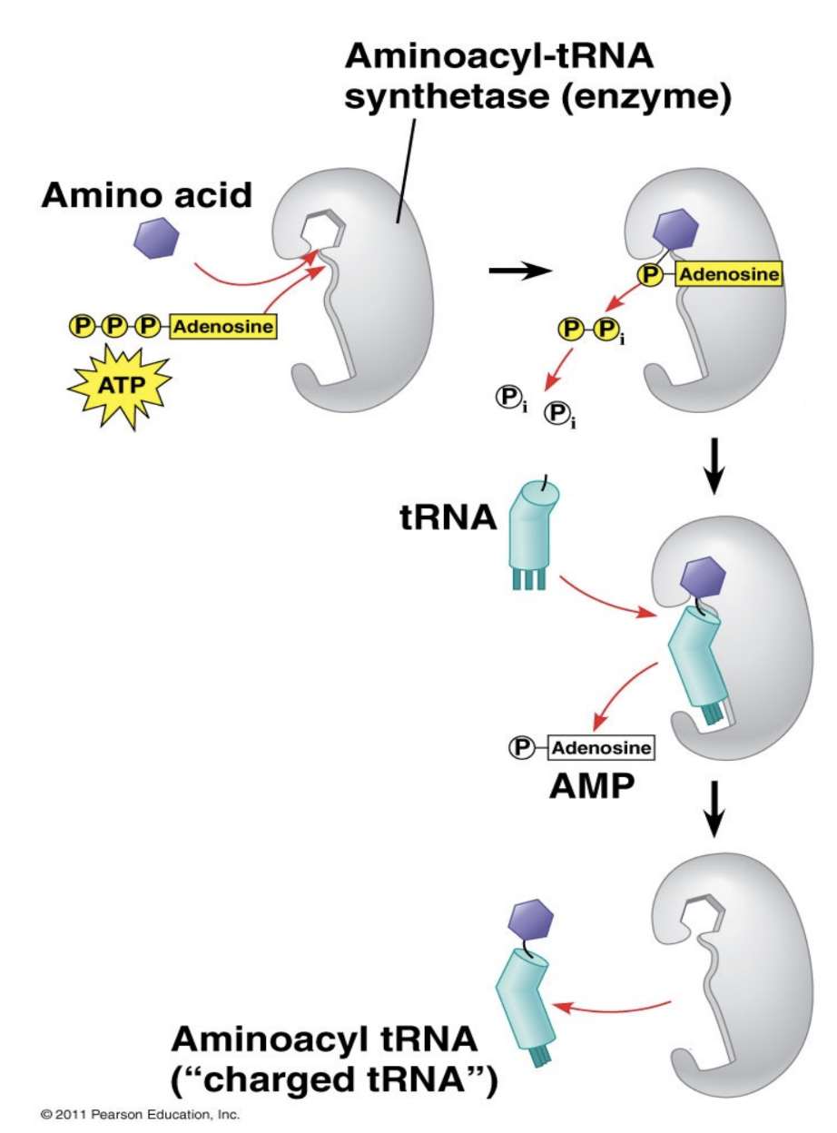 <p>The aaRS enzyme for the corresponding amino acid catalyzes the formation of a temporary covalent bond between the tRNA and the amino acid, using ATP hydrolysis as energy</p>