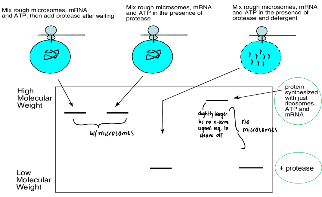 <p>Explain what is happening in this picture</p>