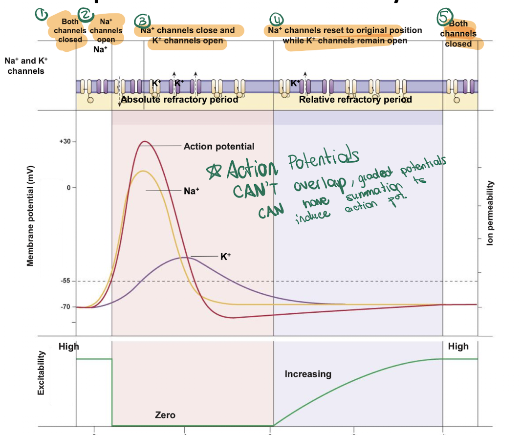 <p>what are refractory periods ?</p>
