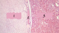 <p>name 1</p>