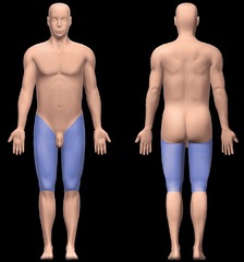 <p>Thigh</p>