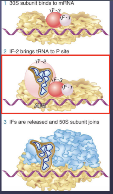 <p>It forms an initiation complex </p>