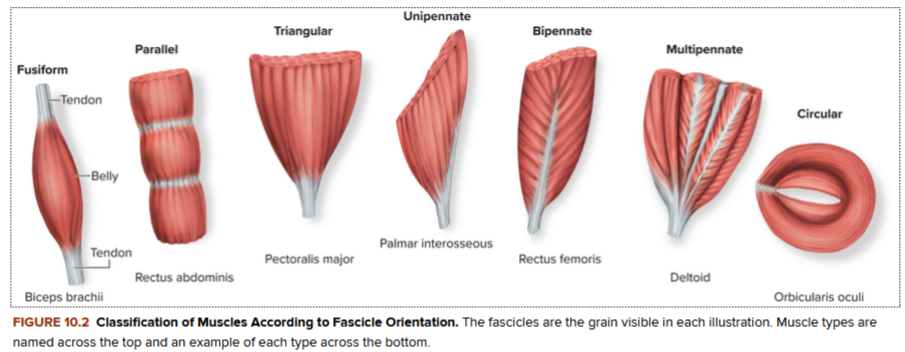 <p><strong>classification of muscles according to fascicle orientation (image 2)</strong></p>