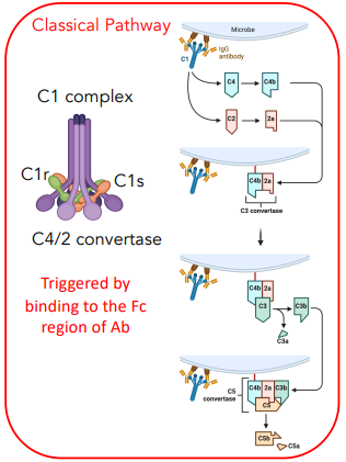 <p><strong><u>consists of the C1 complex (C1q, C1r, C1s)</u></strong></p><ul><li><p>binds to microbe, converts C4 → C4b, C2 → 2a</p></li><li><p>C4b &amp; 2a form <strong>C3 convertase</strong></p></li><li><p>converts C3 → C3a + C3b</p></li><li><p>C3 convertase + C3b = C5 convertase</p></li><li><p>converts C5 → C5a + C5b</p></li></ul><p></p>