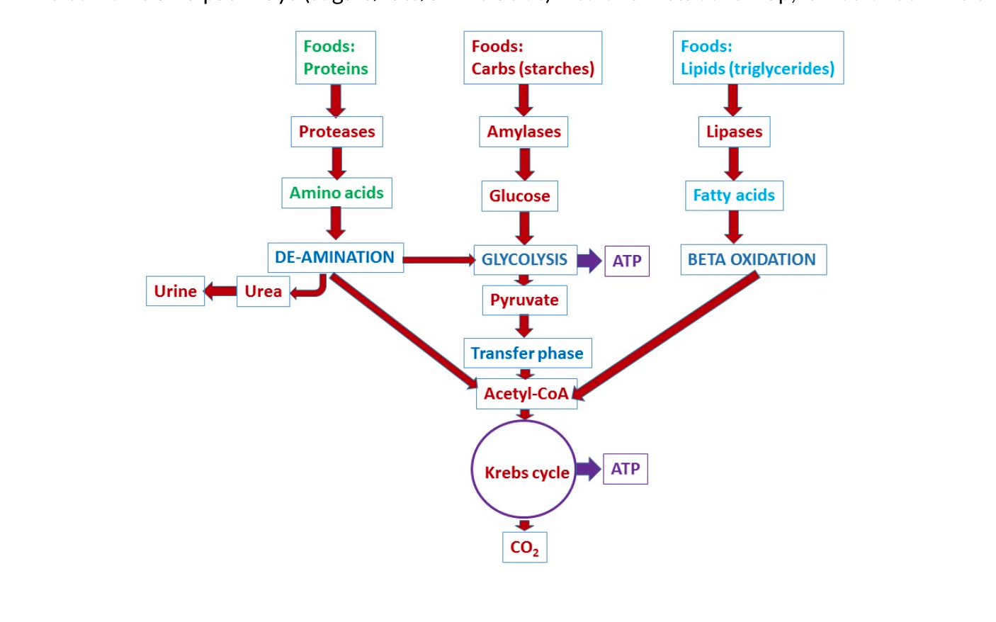 <p>all roads lead to krebs cycle</p>