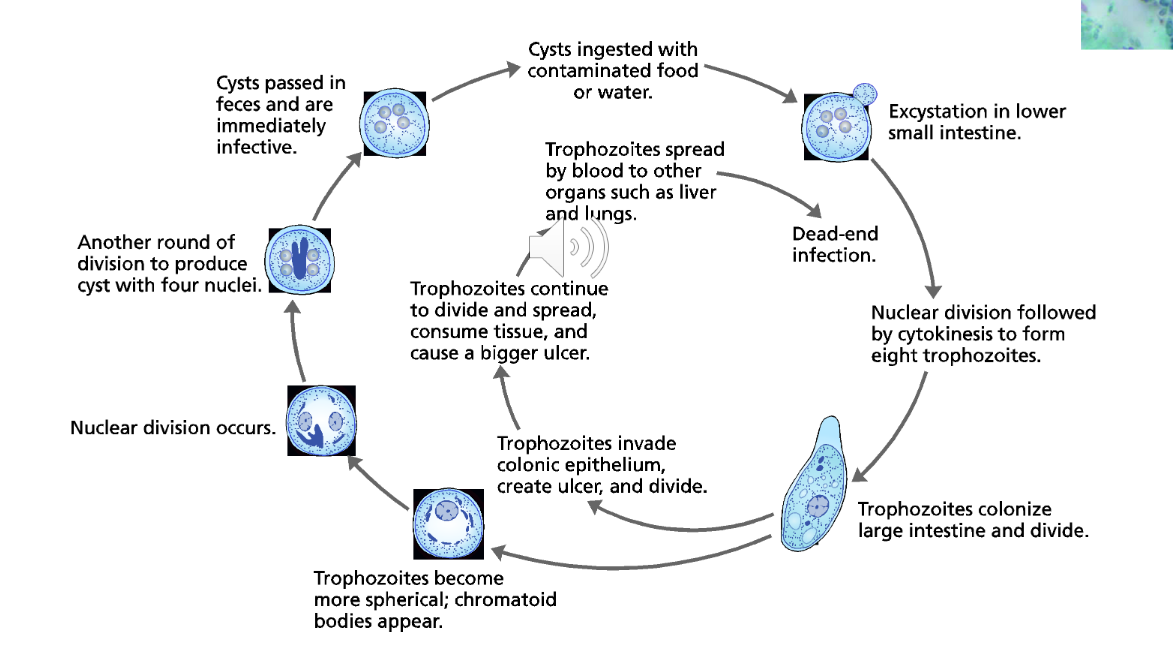 <p>direct life cycle through fecal oral, can result in perforated bowel and severe disease or death. Bloody stool and bowel contents disseminating throughout body. </p>