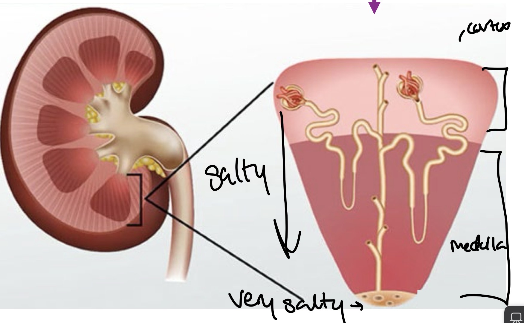 <p>Nephrons close to medulla (dives all the way into medulla)</p><ul><li><p>most important for urine concentration as its saltiest toward the end of the pyramid </p></li></ul><p></p>