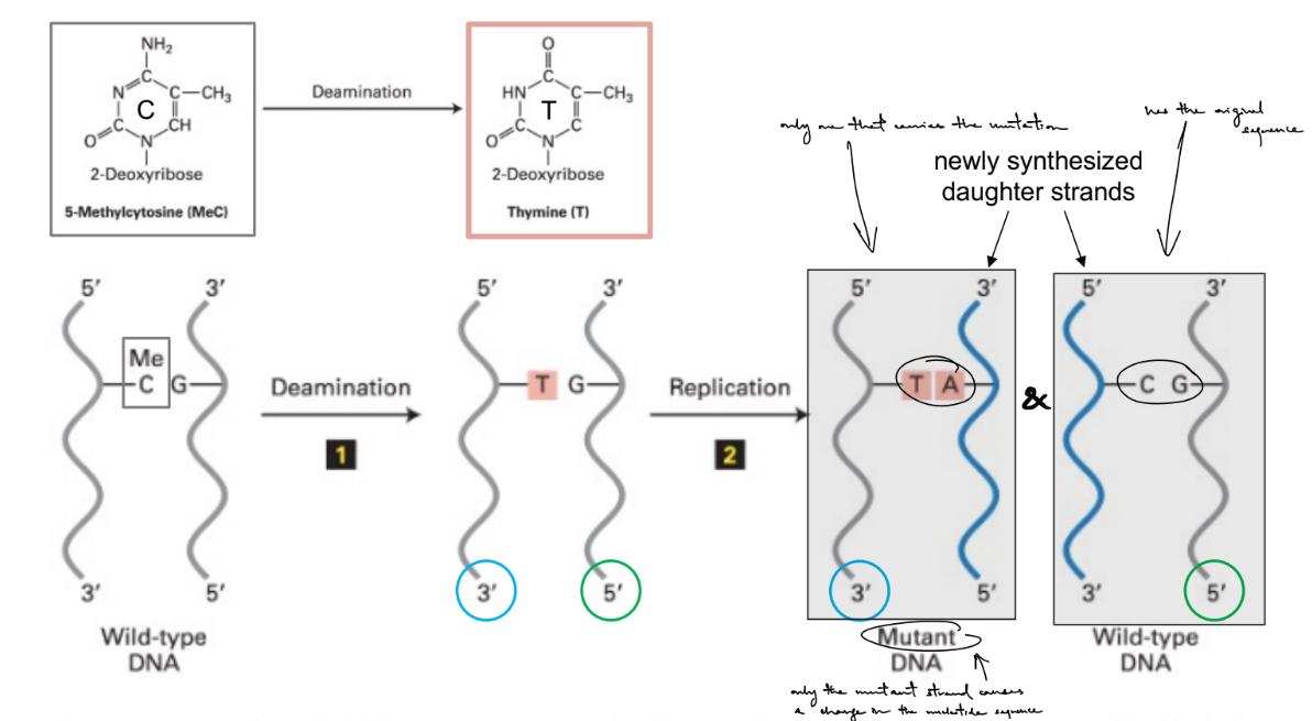 <ul><li><p><strong><u>deamination </u></strong>of C<sup>5-me</sup>, where C<sup>5-me</sup>:G → T:G</p></li><li><p><strong><u>cell division/replication</u></strong> occurs (<u>dividing cells</u>), where makes 2 daughter strands: <span style="color: blue;"><strong><u>1 mutant T:A</u></strong></span><strong><u> &amp; </u></strong><span style="color: blue;"><strong><u>1 wild-type C:G strand</u></strong></span></p><ul><li><p>mutant strand is T:A (b/c has diff. base pair from original starting, standard base pair)</p></li><li><p>wild-type strand is C:G (b/c has same base pair as original starting base pair)</p></li></ul></li></ul><p>(<span style="color: red;"><strong>C>T mutation</strong></span> in mutant strand)</p>