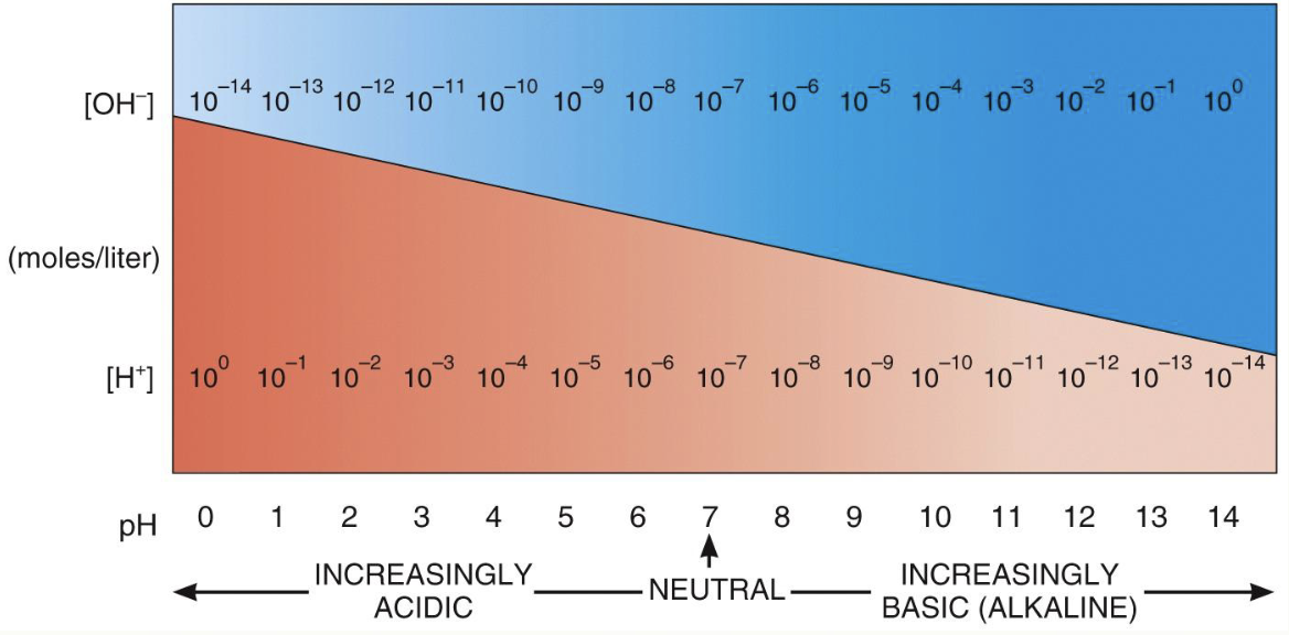 <p>There is no change in the ion/electron balance</p><p>Equal numbers of H+ and OH-</p>