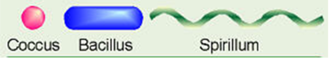 <p>Spherical are called COCCUS</p><p>Rod are called BACILLUS</p><p>Spiral are called SPIRILLUM or SPIROCHETE</p>