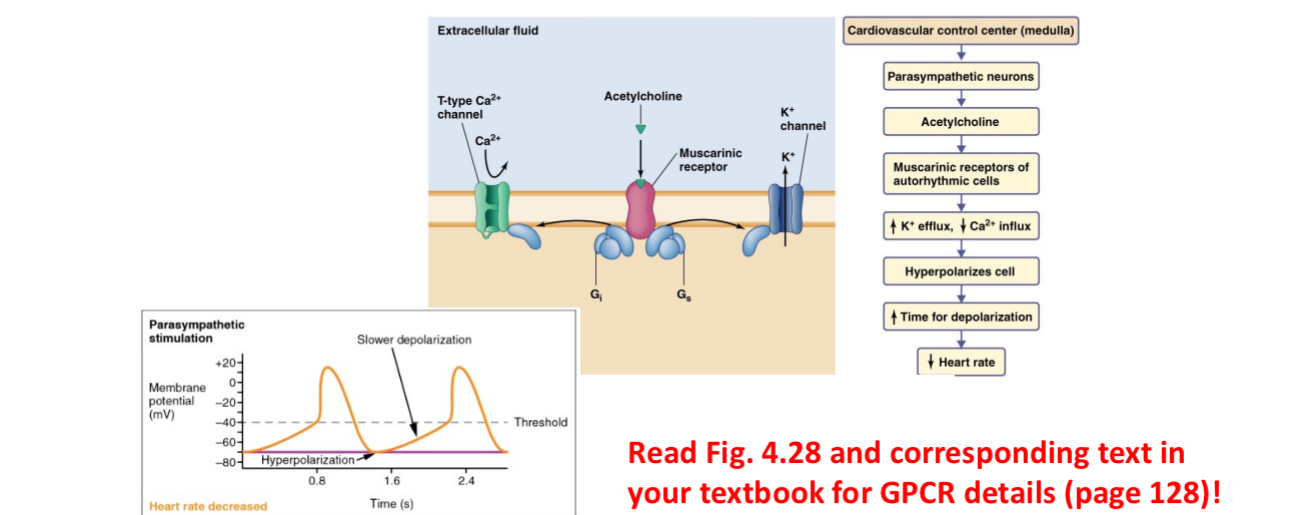 <p>Via muscarinic acetylcholine receptors</p>