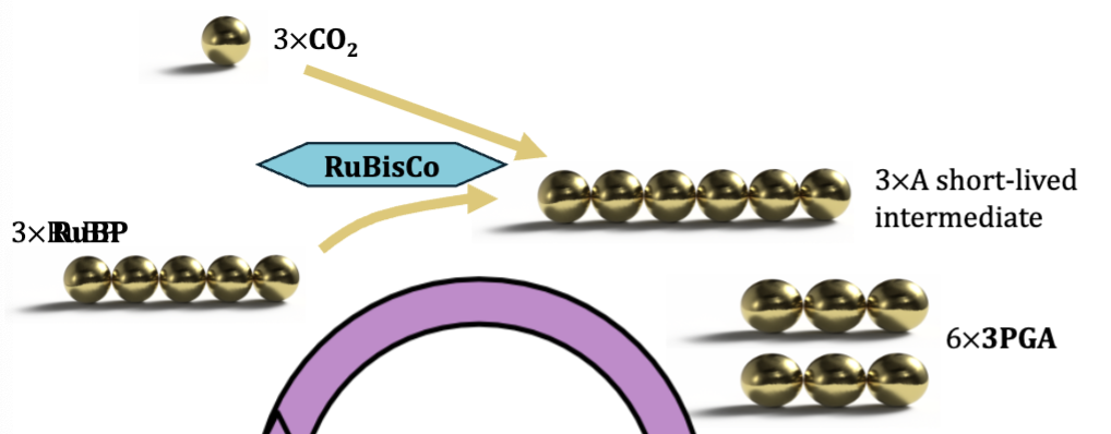 <ul><li><p>enzyme called RuBisCo exists in stroma </p></li><li><p>RuBP is a five carbon sugar produced by the calvin cycle </p></li><li><p>RuBisCo combines CO2 gas with RuBP to “fix” it into a solid but unstable six carbon sugar </p></li><li><p>six carbon sugar splits into two three carbon molecules - 3PGA</p></li></ul><p></p>