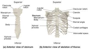 <p>Thorax</p>