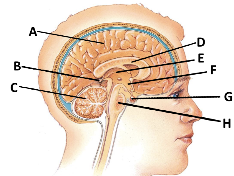 <p>name of B</p>