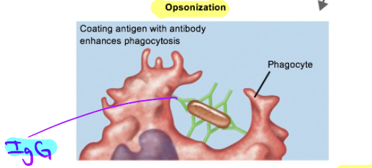 <p>IgG; coating the Ag with antibody enhances phagocytosis.</p>
